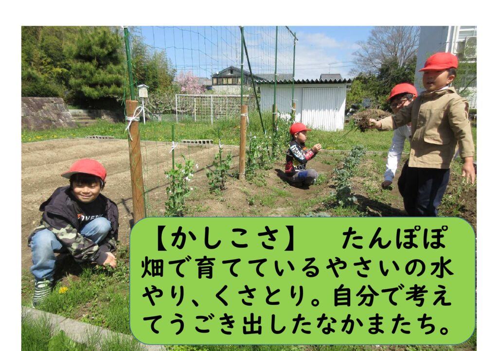 ４月たんぽぽ①（かしこさ）野菜の水やり草取りのサムネイル