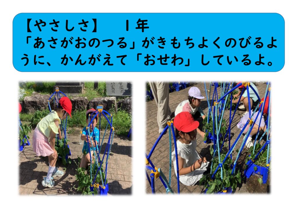 ６月１年６（やさしく）朝顔の世話のサムネイル