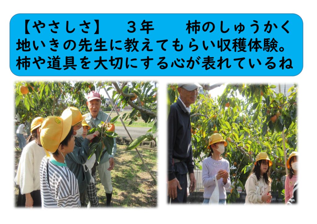 1１月３年⑭（やさしさ）柿の収穫体験のサムネイル