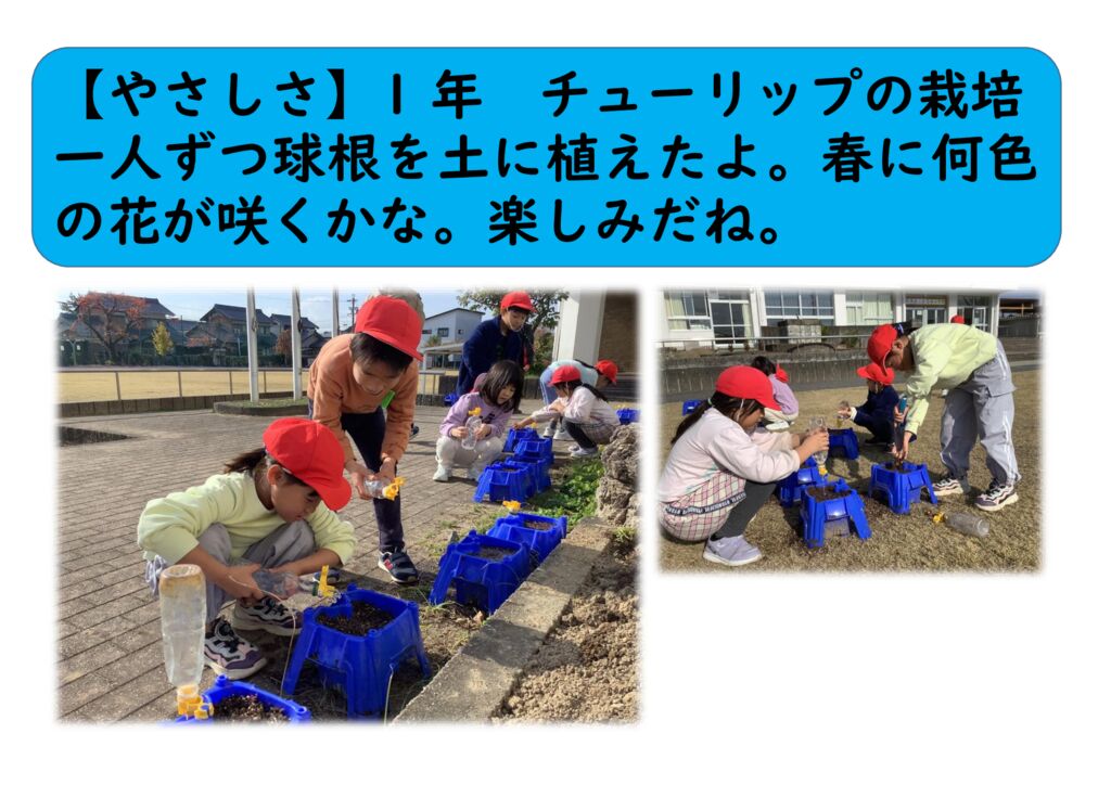 1２月1年⑮（やさしさ）チューリップの栽培のサムネイル