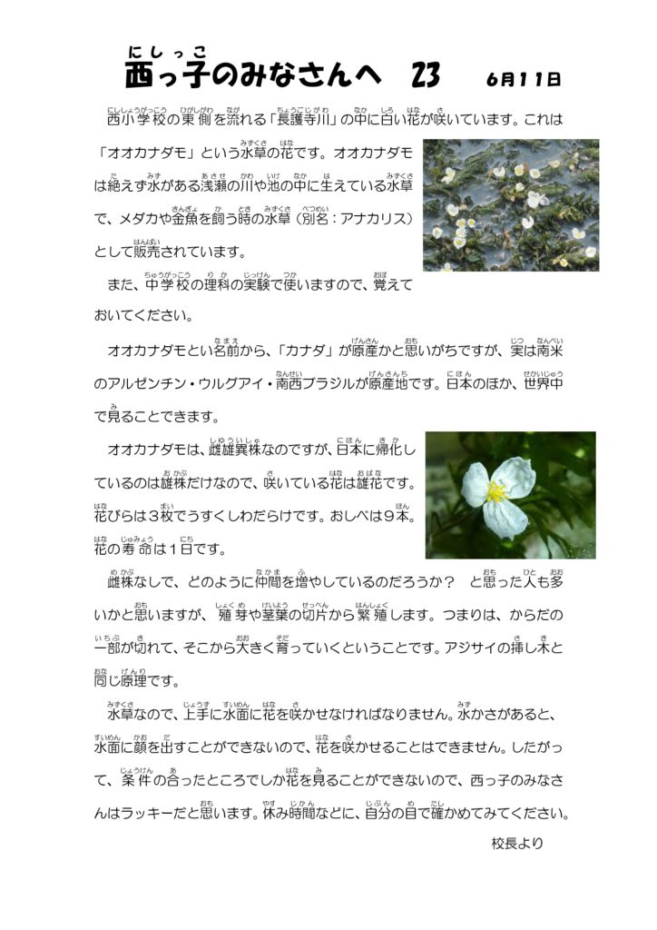 23オオカナダモの花.docxのサムネイル